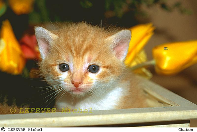 352 Chaton.jpg - Chaton